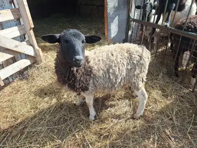 Ram lamb