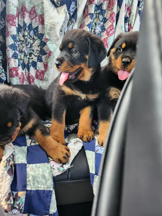 Purebred German Rottweiller puppies in Dogs & Puppies for Rehoming in Oshawa / Durham Region - Image 12