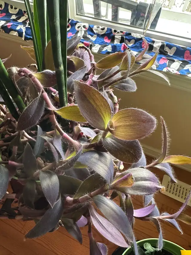 Indoor plant491332872365025283