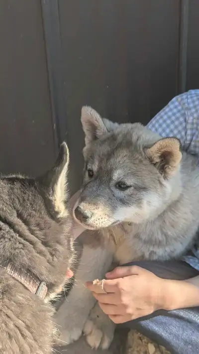 Only one GIRL,Agouti CKC Siberian Husky Puppy left, View more