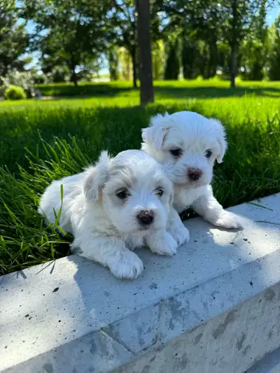 Miniature Coton de Tulear Puppies, View more