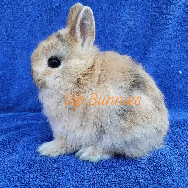 NETHERLAND DWARF,  LIONHEAD, HOLLAND LOP, MINI REX BUNNIES in Small Animals for Rehoming in Gatineau - Image 4