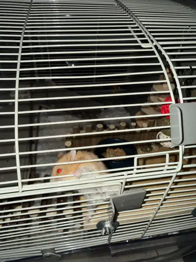 dwarf hamster sweet for a loving family, View more