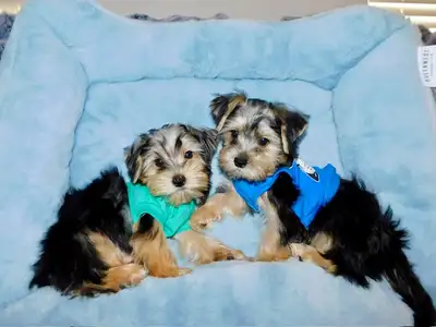 Yorkshire terrier  puppies, View more