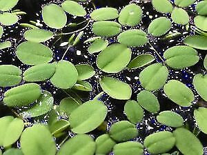 Aquarium - plante flottante - Salvinia natans dans Accessoires  à Ville de Québec - Image 2