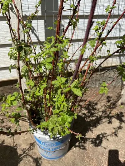 Healthy Raspberry Canes, View more