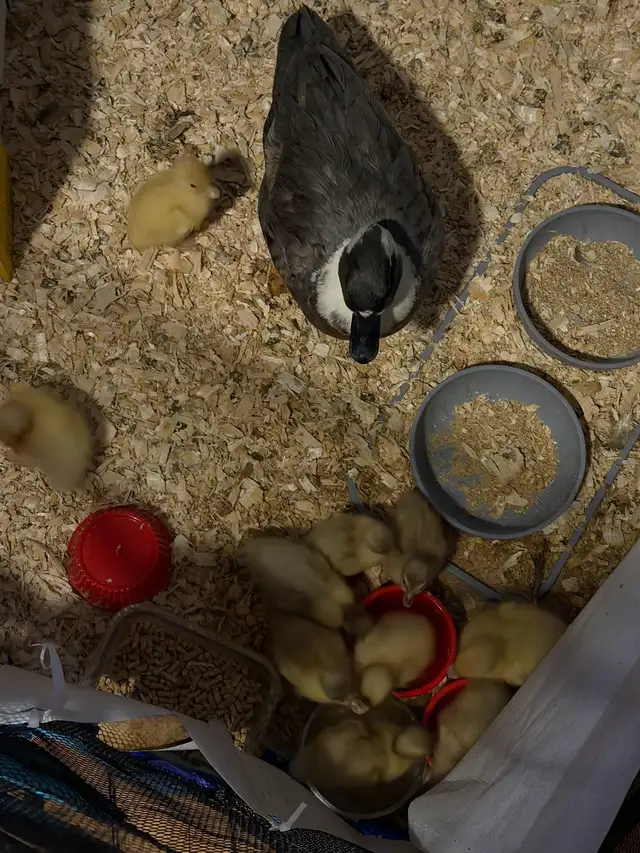 call ducklings in Livestock in London - Image 2