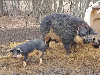 MangalitsaX Piglets, View more