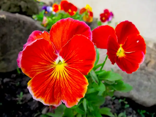 Let's Chat ?65353361799682122