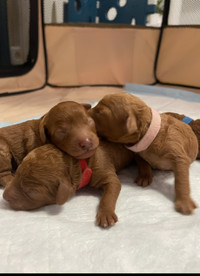 4 adorable Toy Poodle Puppies ready for their new home.