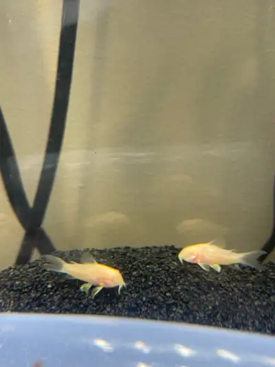 baby albino corydora!, View more