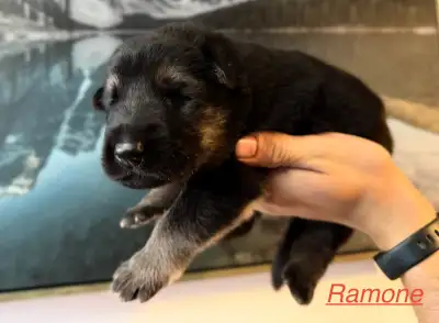Chiots Berger Allemand enregistrés, View more