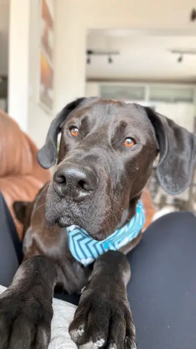 2 year old Dane Mix, View more