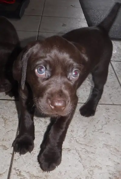 Versatile Hunting Dog Puppies - Pudelpointer, View more