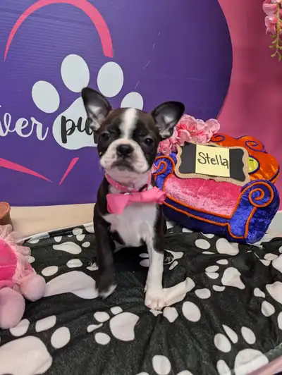 Red and black boston terrier pups *ready June 29, View more