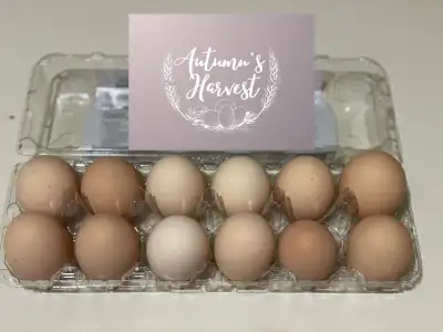 Speckled Sussex Hatching Eggs Available
