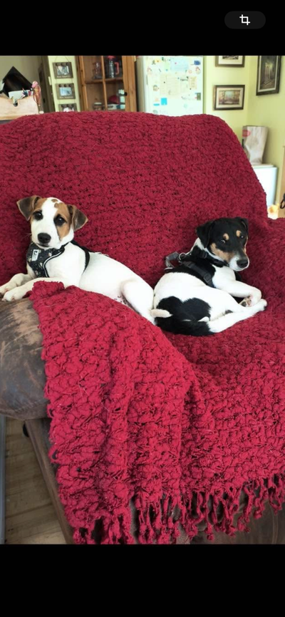 Magnifiques chiots Russell, View more