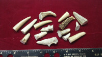 Shed Antler pieces for carving