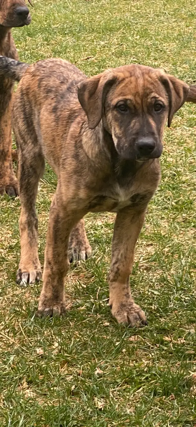 English mastiff cross Serbian mastiff puppies in Dogs & Puppies for Rehoming in Edmonton - Image 3