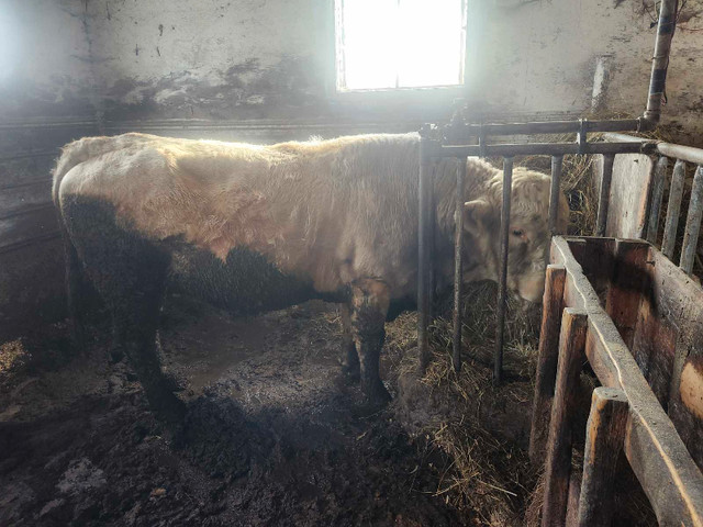 Charlois Bull in Livestock in Saint John - Image 2