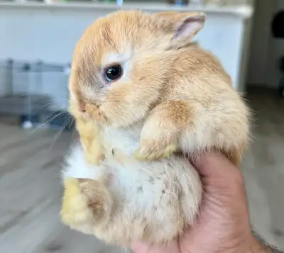 Netherland dwarf bunny rabbit, View more