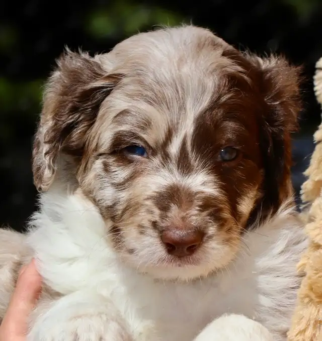 DOODLES TRÈS RARES BORDOODLES F1, CHOIX DE 6 COULEURS ,CHIOTS, in Dogs & Puppies for Rehoming in Laurentides - Image 8