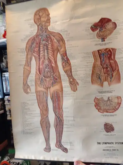 Displaying the lymphatic system. measures 2.5 feet by 1.5