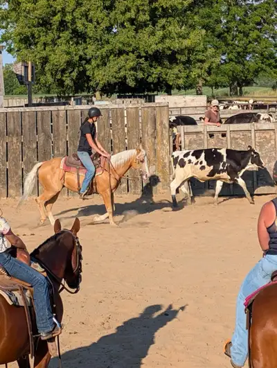 12yr old registered Quarter Horse Palomino Reining gelding, View more