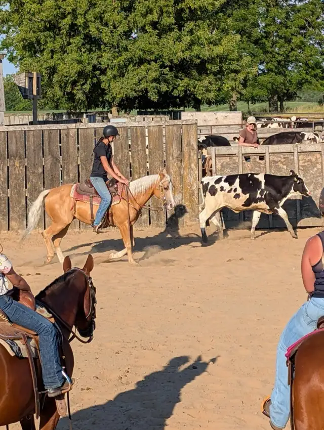 12yr old registered Quarter Horse Palomino Reining gelding in Horses & Ponies for Rehoming in London - Image 2