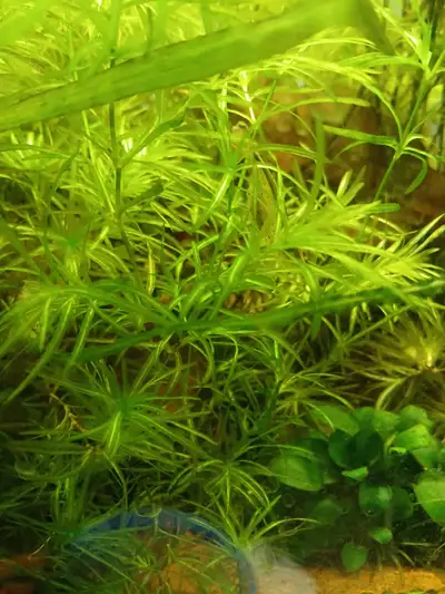 Guppy grass, View more