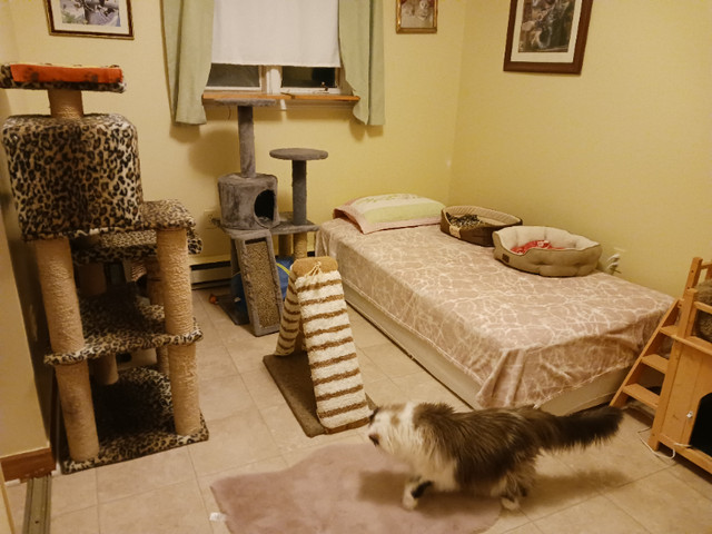 CAT BOARDING IN MY HOME =^..^= $20 per NIGHT in Animal & Pet Services in Dartmouth - Image 2