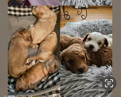 Adorable Cavapoo puppies ( Toy Poodle/ King Charles ) We have F2 and F1b Beautiful markings! Parents...