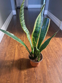 Healthy Snake Plant