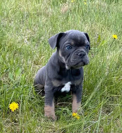 3/4 French bulldogs, View more
