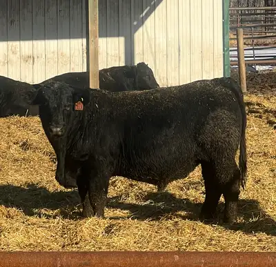 2 Year Old Pure Bred Bulls, View more