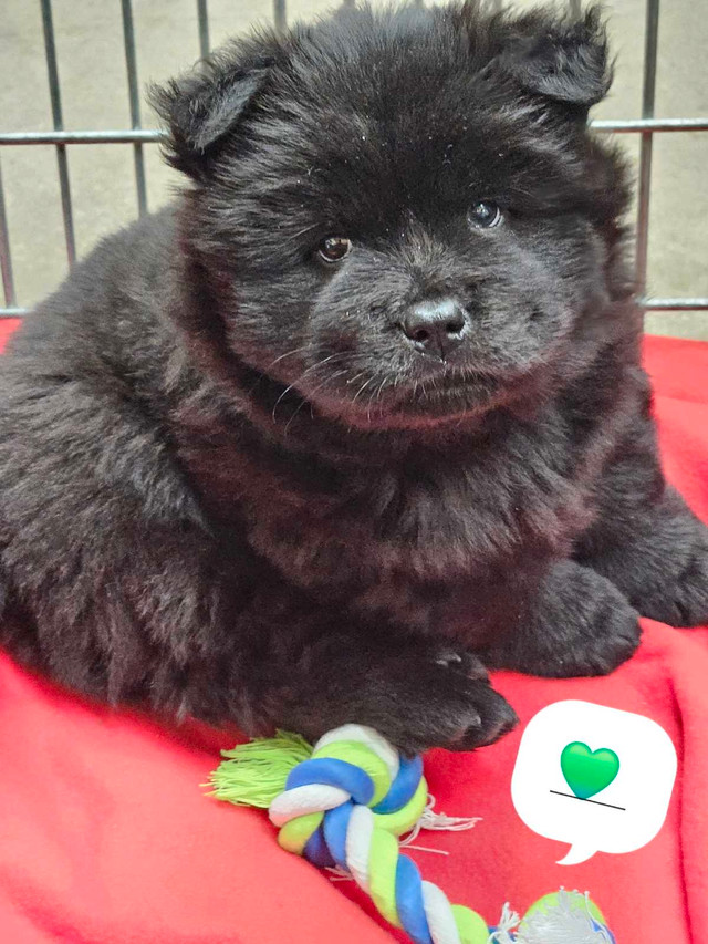 Pure breed chow chow in Dogs & Puppies for Rehoming in North Bay - Image 3