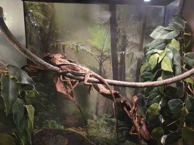 have one left out of the 4 have had him for longer then 6 months also a really good eater