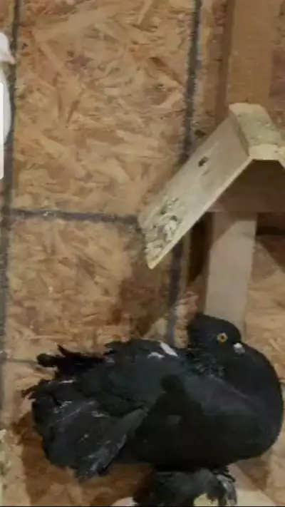 Free fantail pigeon, View more