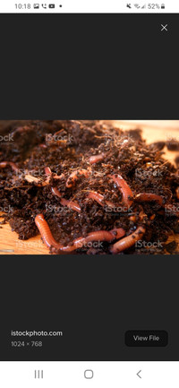 Vermicompost Red wiggler worm kit