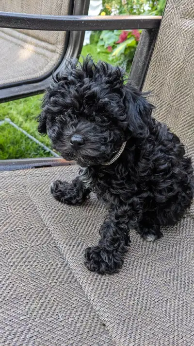Last one: playful very tiny black toy poodle pup, male, View more