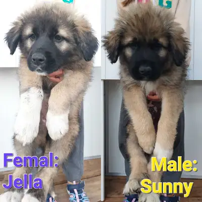 Great Pyrenees X Shep, View more