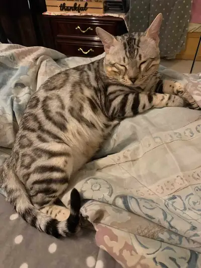 Bengals Russian need new home, View more