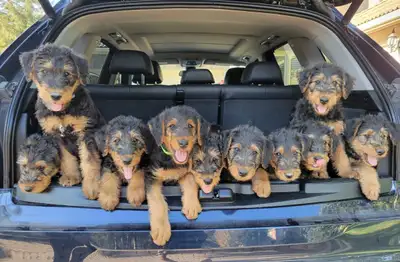We have a beautiful litter of CKC Registered Airedale Terrier puppies ready for their forever homes!...