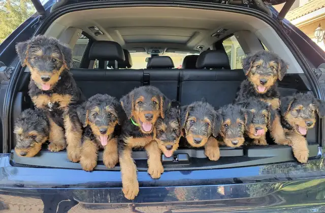 ✨CKC REGISTERED AIREDALE TERRIER PUPPIES ✨ in Dogs & Puppies for Rehoming in Markham / York Region - Image 2