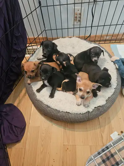 Chihuahua x papillon, View more