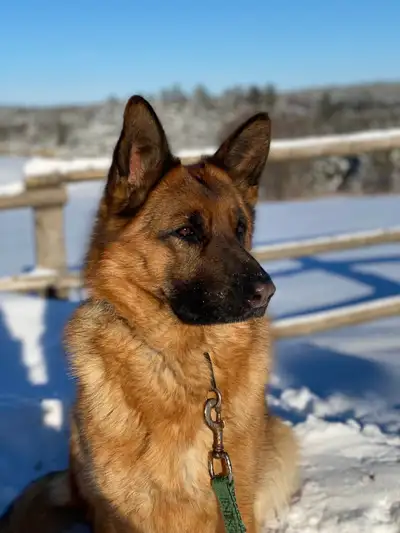 Beautiful Female German Shepherd -  GOOD HOME ONLY, View more