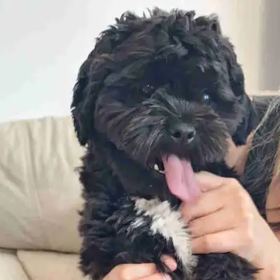 Adorable Bichon Frise/Shih Tzu Puppies, View more