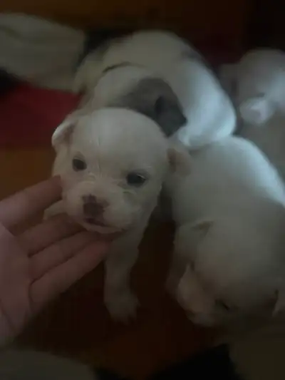 Bichon Frise x French Bulldog Puppies, View more