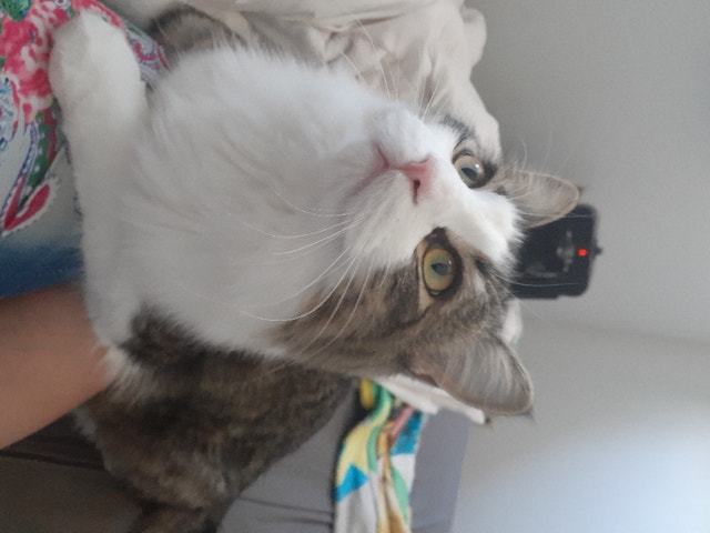 Sonic the indoor kitten Cats & Kittens for Rehoming Chilliwack Kijiji