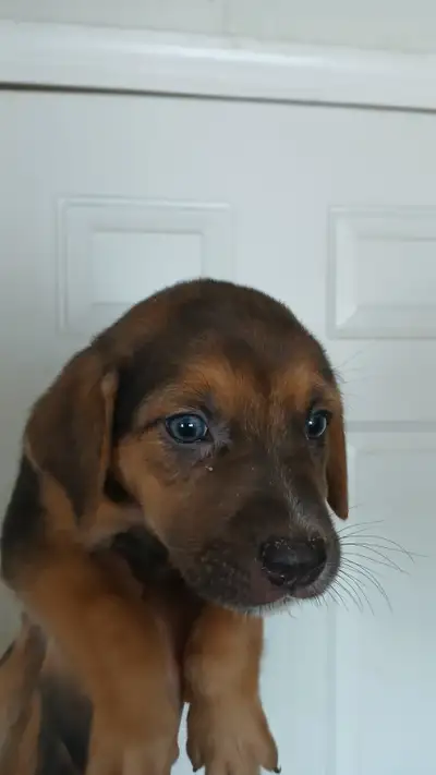 Catahoula Pups, View more